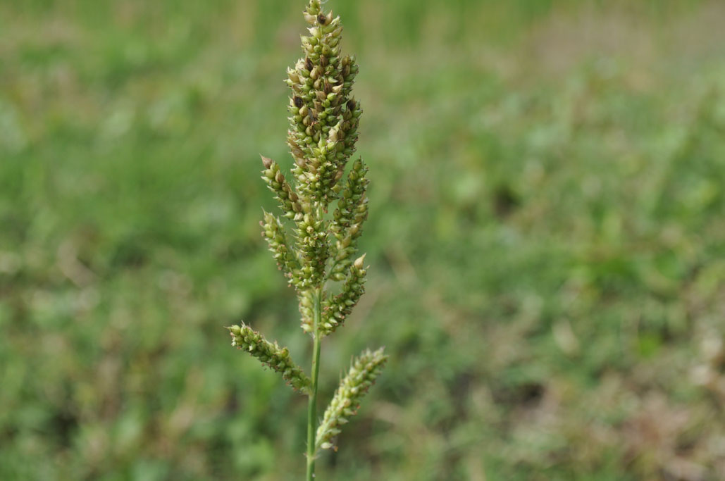 Echinochloa sp